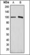 ATPase Na+/K+ Transporting Subunit Alpha 1 antibody, orb376098, Biorbyt, Western Blot image 