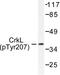 CRK Like Proto-Oncogene, Adaptor Protein antibody, LS-C192157, Lifespan Biosciences, Western Blot image 