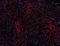 Endoglin antibody, 120417, BioLegend, Immunohistochemistry frozen image 