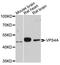 Vacuolar protein sorting-associated protein 4A antibody, A10926, ABclonal Technology, Western Blot image 