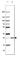 Myelin Oligodendrocyte Glycoprotein antibody, AMAb91066, Atlas Antibodies, Western Blot image 