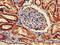Complement C1q A Chain antibody, LS-C677339, Lifespan Biosciences, Immunohistochemistry paraffin image 