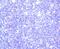 Baculoviral IAP Repeat Containing 5 antibody, A00379-2, Boster Biological Technology, Immunohistochemistry frozen image 