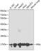 Peptidylprolyl Isomerase A antibody, GTX55581, GeneTex, Western Blot image 