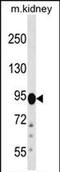 Polyphosphoinositide phosphatase antibody, PA5-72041, Invitrogen Antibodies, Western Blot image 