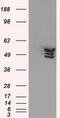 Annexin A11 antibody, MA5-25052, Invitrogen Antibodies, Western Blot image 