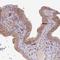 TM2 Domain Containing 2 antibody, NBP2-30462, Novus Biologicals, Immunohistochemistry paraffin image 