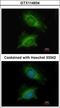 Phosphoglucomutase 3 antibody, LS-C186372, Lifespan Biosciences, Immunocytochemistry image 