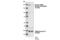 Glutamate Ionotropic Receptor NMDA Type Subunit 2A antibody, 4206S, Cell Signaling Technology, Western Blot image 