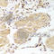 Caspase 2 antibody, A5724, ABclonal Technology, Immunohistochemistry paraffin image 