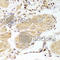 Caspase 2 antibody, A5724, ABclonal Technology, Immunohistochemistry paraffin image 