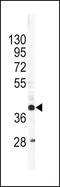 Apolipoprotein L1 antibody, PA5-14247, Invitrogen Antibodies, Western Blot image 