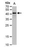 POU Class 5 Homeobox 1 antibody, NBP2-15053, Novus Biologicals, Western Blot image 
