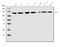 MER Proto-Oncogene, Tyrosine Kinase antibody, A00489-2, Boster Biological Technology, Western Blot image 