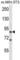 Kinase Suppressor Of Ras 1 antibody, abx027835, Abbexa, Western Blot image 