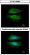 Cortactin antibody, GTX113680, GeneTex, Immunocytochemistry image 