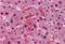 Tetratricopeptide Repeat Domain 1 antibody, MBS246660, MyBioSource, Immunohistochemistry frozen image 