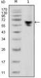 Human IgG (Fc) antibody, LS-C171461, Lifespan Biosciences, Western Blot image 