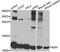 Beta-2-Microglobulin antibody, LS-C747512, Lifespan Biosciences, Western Blot image 