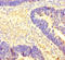 Coactivator Associated Arginine Methyltransferase 1 antibody, LS-C682161, Lifespan Biosciences, Immunohistochemistry paraffin image 