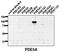 Phosphodiesterase 5A antibody, AP00658SU-N, Origene, Western Blot image 