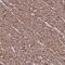 Transmembrane protein 92 antibody, NBP2-38013, Novus Biologicals, Immunohistochemistry frozen image 