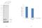 Synaptosome Associated Protein 23 antibody, PA1-738, Invitrogen Antibodies, Western Blot image 