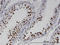 Ring Finger Protein 25 antibody, LS-C134095, Lifespan Biosciences, Immunohistochemistry paraffin image 