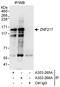 Zinc Finger Protein 217 antibody, A303-265A, Bethyl Labs, Immunoprecipitation image 