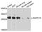 Anaphase Promoting Complex Subunit 10 antibody, A8330, ABclonal Technology, Western Blot image 