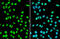 SUZ12 Polycomb Repressive Complex 2 Subunit antibody, GTX130179, GeneTex, Immunofluorescence image 