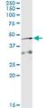 Apoptosis Inducing Factor Mitochondria Associated 2 antibody, MA5-22795, Invitrogen Antibodies, Immunoprecipitation image 