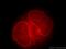 THAP Domain Containing 2 antibody, 20853-1-AP, Proteintech Group, Immunofluorescence image 