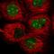 TRNA-YW Synthesizing Protein 1 Homolog antibody, HPA052097, Atlas Antibodies, Immunofluorescence image 