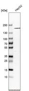 Alpha-2-Macroglobulin antibody, HPA002265, Atlas Antibodies, Western Blot image 