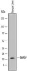 Thyroid Hormone Responsive antibody, AF6574, R&D Systems, Western Blot image 