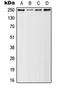 RNA Polymerase II Subunit A antibody, orb216179, Biorbyt, Western Blot image 