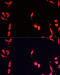 FMR1 Autosomal Homolog 1 antibody, 19-955, ProSci, Immunofluorescence image 