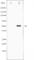 Keratin 8 antibody, abx011053, Abbexa, Western Blot image 
