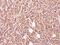 Glycine-N-Acyltransferase Like 1 antibody, NBP1-32600, Novus Biologicals, Immunohistochemistry paraffin image 