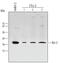 BCL2 antibody, MAB810, R&D Systems, Western Blot image 