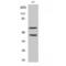 Mitogen-Activated Protein Kinase 8 antibody, LS-C380751, Lifespan Biosciences, Western Blot image 