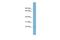 Ribosomal L24 Domain Containing 1 antibody, A14856, Boster Biological Technology, Western Blot image 