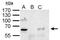 YY1 Transcription Factor antibody, GTX110442, GeneTex, Immunoprecipitation image 