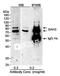 Adenosylhomocysteinase Like 2 antibody, NB100-400, Novus Biologicals, Western Blot image 