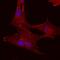 5'-Nucleotidase Ecto antibody, AF4488, R&D Systems, Immunofluorescence image 