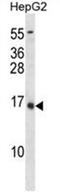BGP antibody, AP50371PU-N, Origene, Western Blot image 