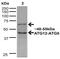 Autophagy Related 12 antibody, 23006, QED Bioscience, Western Blot image 