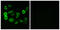 Olfactory Receptor Family 5 Subfamily P Member 2 antibody, GTX87876, GeneTex, Immunocytochemistry image 