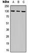 EPH Receptor B1 antibody, orb315777, Biorbyt, Western Blot image 